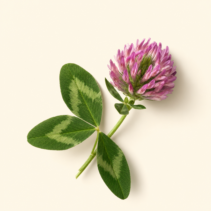 Red Clover