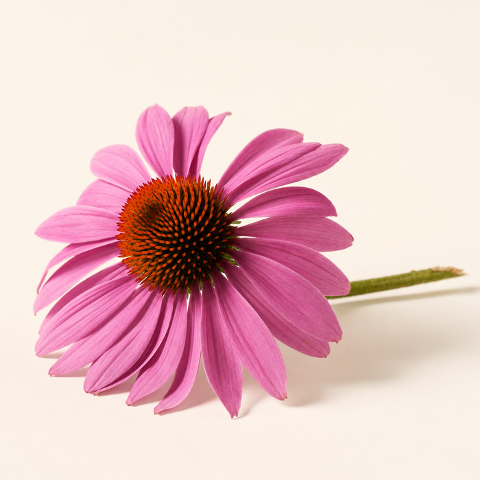 Echinacea